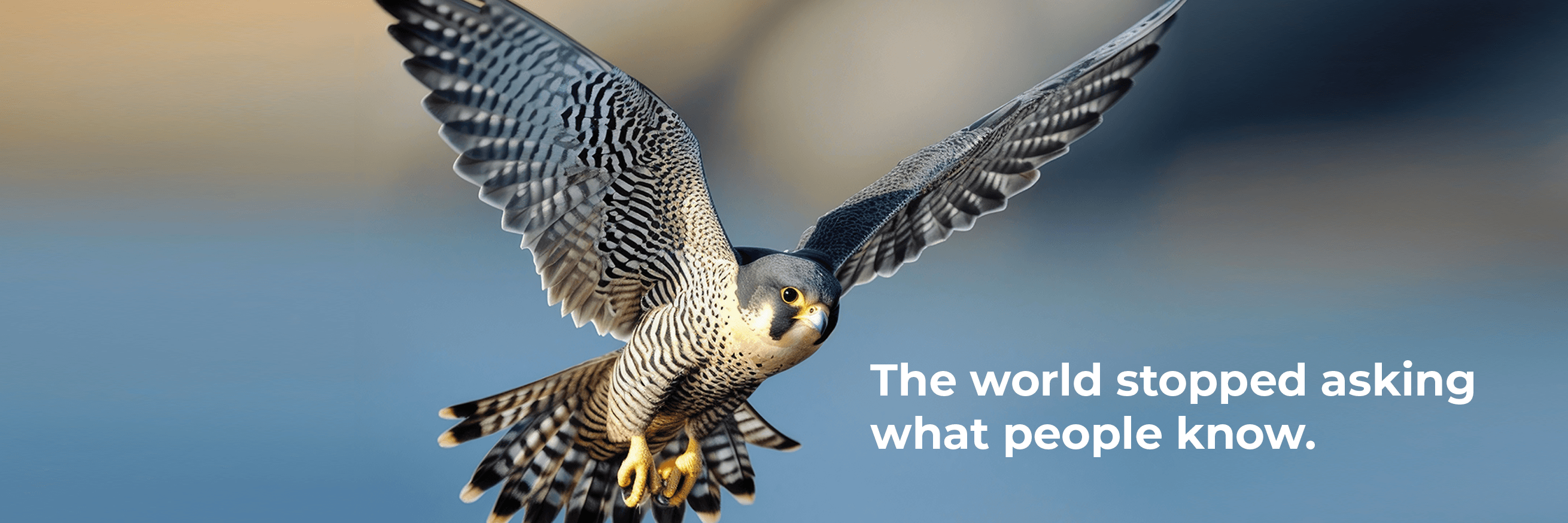 Peregrine Falcon in flight